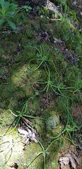 Pinguicula heterophylla