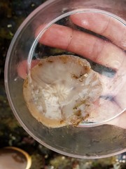 Kaburakia excelsa