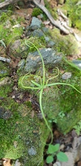 Pinguicula heterophylla