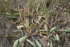 Plantago eriopoda