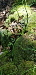 Pinguicula heterophylla