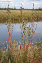 Atriplex dioica