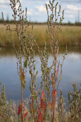 Atriplex dioica