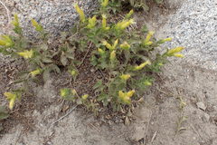 Silene parishii