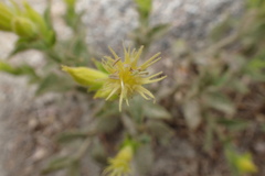 Silene parishii