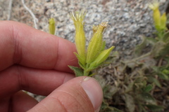 Silene parishii