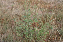 Atriplex dioica