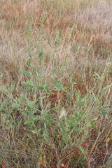 Atriplex dioica