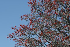 Erythrina caffra