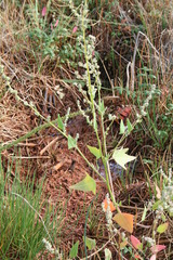 Atriplex dioica