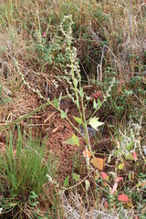 Atriplex dioica