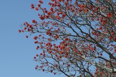 Erythrina caffra
