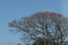 Erythrina caffra