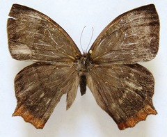 Taygetis rufomarginata