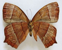 Taygetis rufomarginata