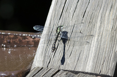 Ophiogomphus anomalus