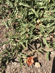 Sphaeralcea