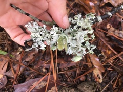 Parmotrema subrigidum