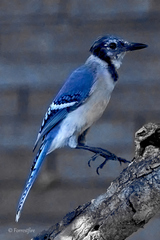 Cyanocitta cristata