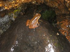 Hylodes meridionalis