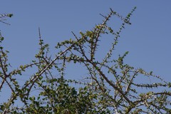 Canthium spinosum