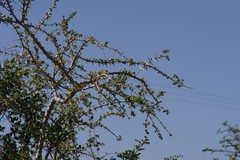 Canthium spinosum