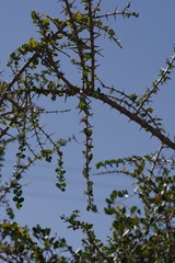 Canthium spinosum