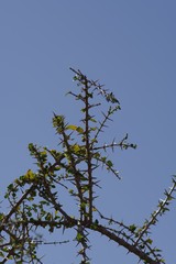 Canthium spinosum