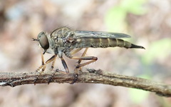 Neomochtherus auricomus