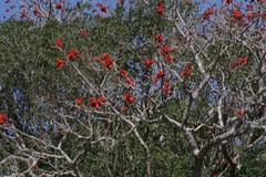 Erythrina caffra