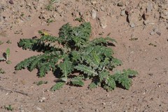 Platycarpha glomerata