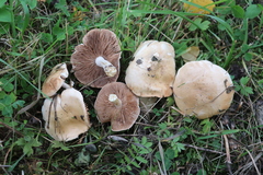 Hebeloma incarnatulum