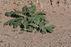 Platycarpha glomerata