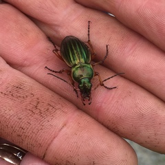 Carabus auratus