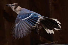 Cyanocitta cristata