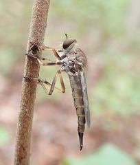 Neomochtherus auricomus