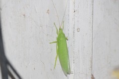Tettigoniidae