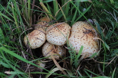 Pholiota kodiakensis