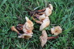 Pholiota kodiakensis