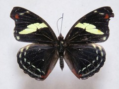Catonephele numilia esite