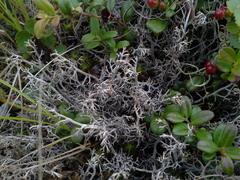 Cladonia stygia