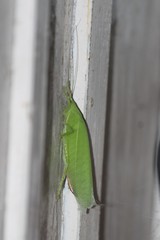 Tettigoniidae