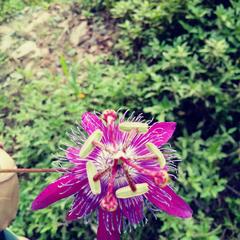 Passiflora loefgrenii