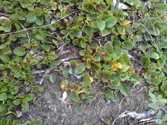 Salix nummularia