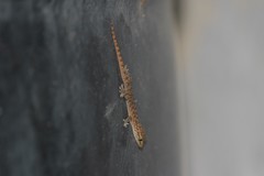 Hemidactylus