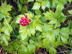 Actaea rubra rubra