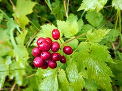 Actaea rubra rubra