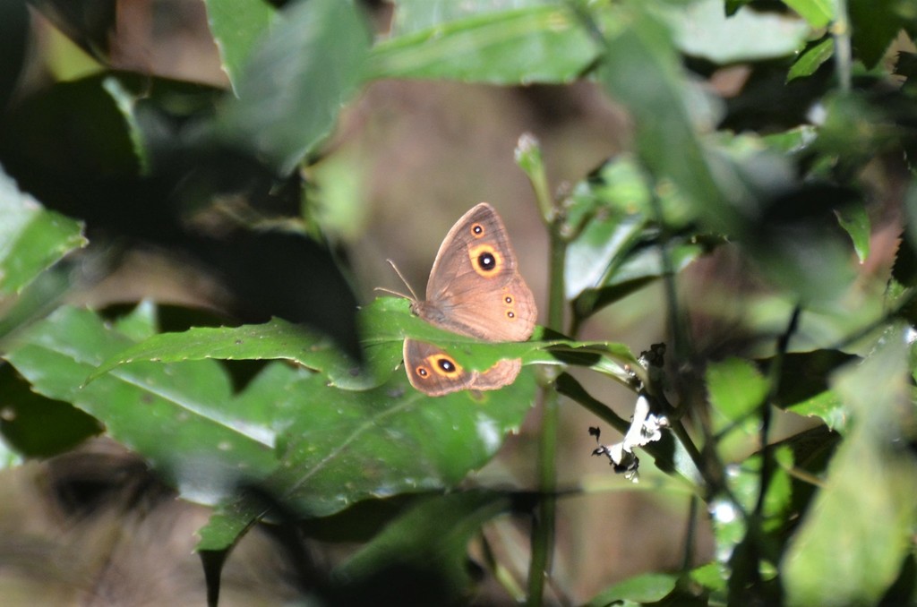 Brakefieldia ubenica