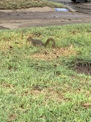 Sciurus niger