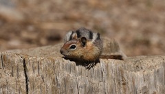 Callospermophilus lateralis certus
